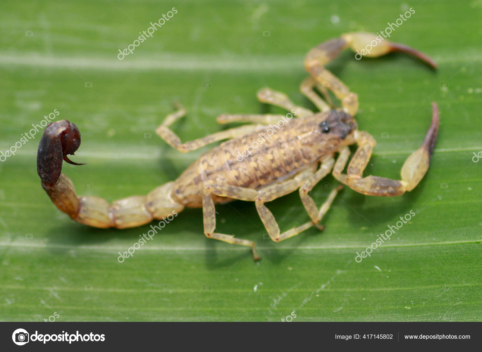 Leiurus Quinquestriatus