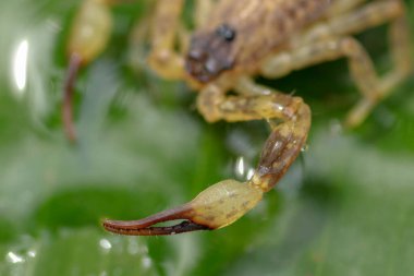 Yakından bir akrep kıskacı. Yüzen Akrep, yüzen Çin akrebi ya da tropikal bir ormanda yaprak üzerindeki Süslü Akrep.