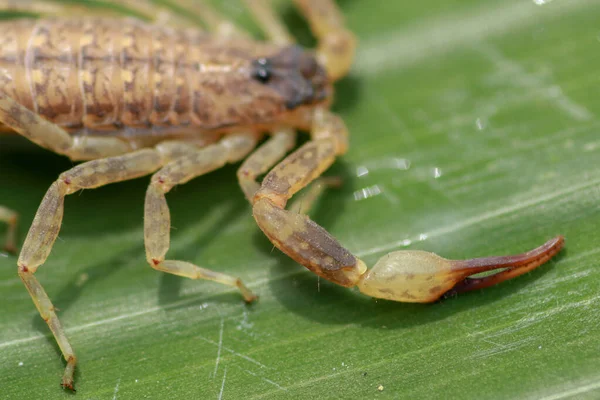 Scorpion Pincer Pedipalp Close Leiurus Hebraeus Hebrew Deathstalker Israeli Yellow — Stock Photo, Image