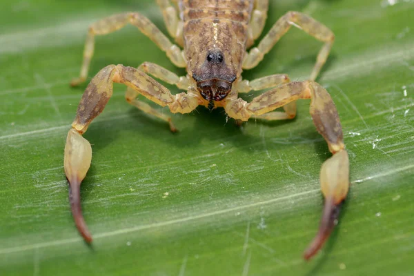 Закройте Макро Желтый Коричневый Скорпион Зеленом Листе Маленькое Животное Ядовитые — стоковое фото