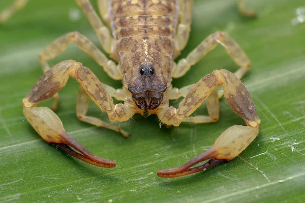 Fermer Macro Jaune Brun Scorpion Sur Feuille Verte Petit Animal — Photo