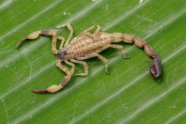 Vista Superior Leiurus Hebraeus Deathstalker Hebraico Escorpião Amarelo Israelense Escorpião — Fotografia de Stock