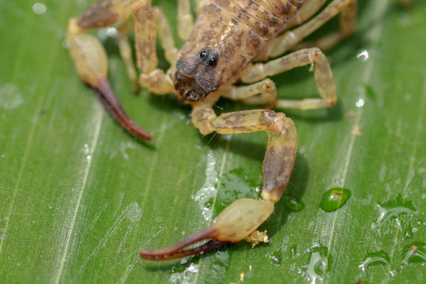 Escorpião Pinça Pedipalpe Perto Escorpião Nadador Escorpião Natação Chinês Escorpião — Fotografia de Stock