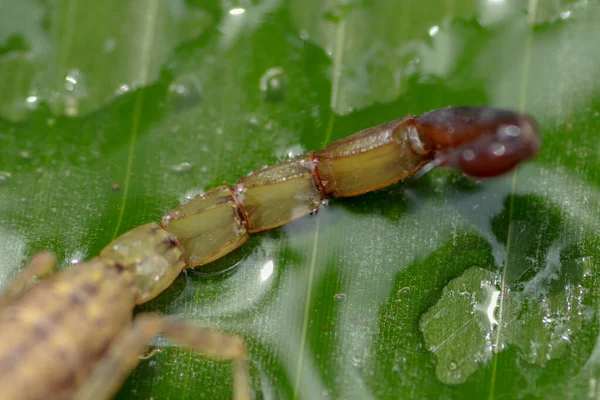 Escorpión Amarillo Israelí Aguijón Cola Leiurus Hebraeus Acosador Muerte Hebreo — Foto de Stock