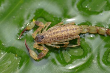 Yeşil yapraklı makro sarı ya da kahverengi Akrep 'i kapat. Küçük hayvan kuyruğunda zehirli bir sürüngendir. Avlanmak ya da kendini korumak için ısırmak tropik bölgede görülebilir..