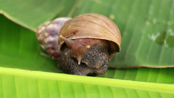Close Snail Achatina Fulica Walking Leaf African Snail — Stock Video