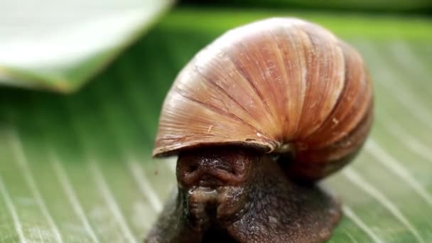 草丛中的大蜗牛软体动物巨大的非洲蜗牛 Achatina Fulica — 图库视频影像