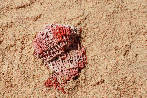 Korallfesték közeli a homokban Pink Beach, Lombok, Indonézia. Vörös korall a homokban. A zúzott korall rózsaszínűvé változtatja a homokot. — Stock Fotó