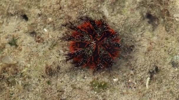 Seeigel bewegen Nadeln unter Wasser Nahaufnahme bunt. Orangefarbener Seeigel im flachen Wasser — Stockvideo