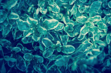 Yeşil yaprakları taze yeşil bitki bahar doğa duvar kağıdı backgroun