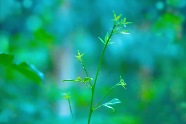 Green leaves fresh green plant spring nature wallpaper backgroun — Stock Photo, Image