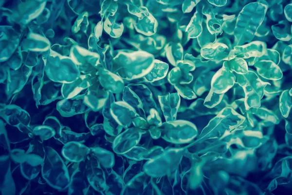 Yeşil yaprakları taze yeşil bitki bahar doğa duvar kağıdı backgroun