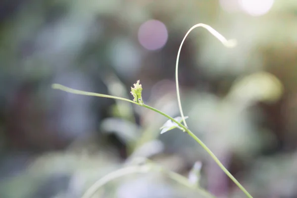 Feuilles vertes fraîche vert plante printemps nature fond d'écran backgroun — Photo