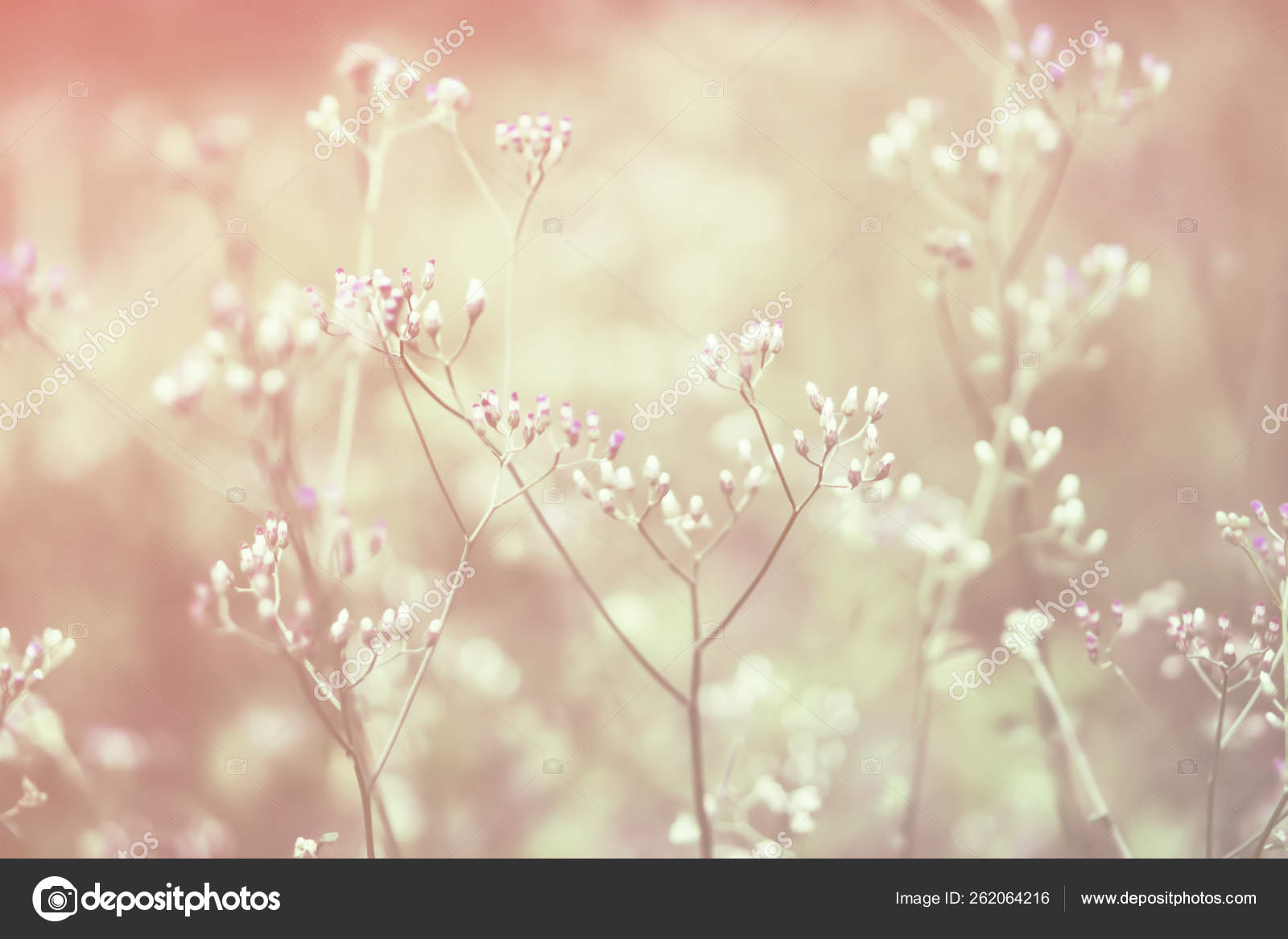 Printemps herbe fleur nature fond d'écran — Photo de stock par ©kikkalek -  262064216, image size:1600x1167