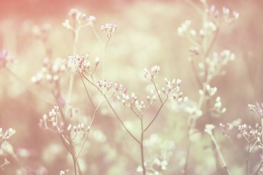 Bahar çim çiçek doğa duvar kağıdı arka plan