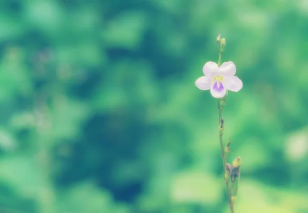 小白花和绿色散景背景 — 图库照片