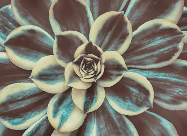 Color vintage de plantas suculentas naturaleza abstracta fondo — Foto de Stock