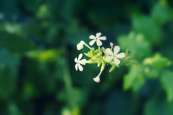 小白花绽放春天自然背景 — 图库照片