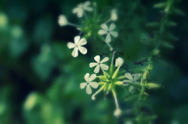 Foco suave flor branca florescendo primavera natureza fundo — Fotografia de Stock