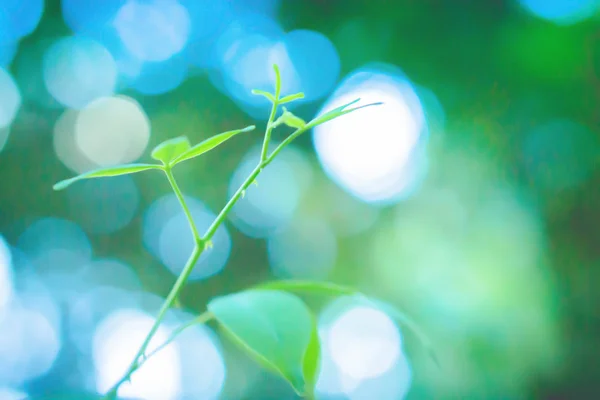 Miękkie Focus wiosna zielonych liści i bokeh światło na wschód słońca ba — Zdjęcie stockowe