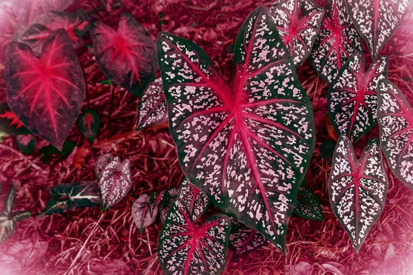 Caladium berwarna-warni daun musim semi latar belakang wallpaper alam — Stok Foto