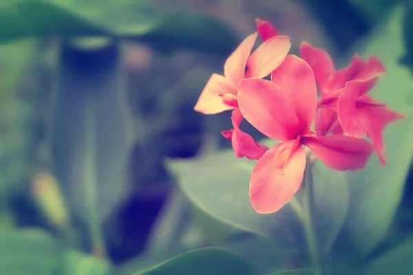 ピンクのカンナの花が咲く — ストック写真