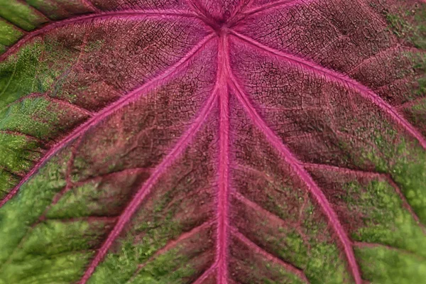 Kolorowe liście caladium streszczenie tła — Zdjęcie stockowe