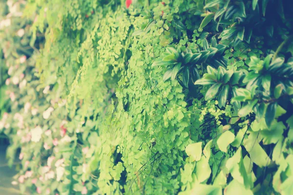 Πράσινο τροπικό διακοσμήσετε φυτό κήπου φρέσκο χαρακτήρα φόντο — Φωτογραφία Αρχείου