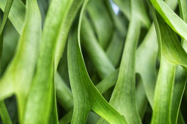 bahar doğa duvar kağıdı doku yeşil yaprak 