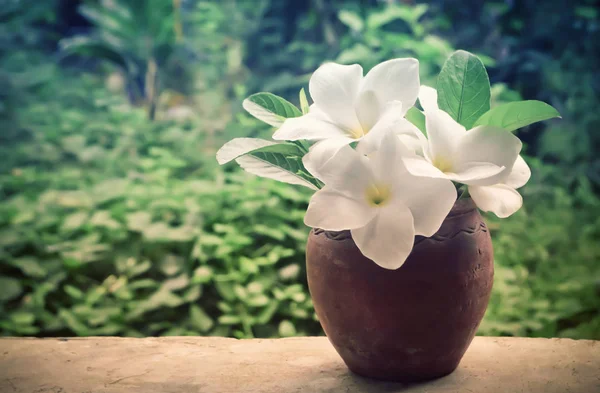 Witte Frangipani, bruidsboeket bloem lente natuur abstrac — Stockfoto