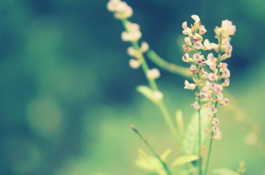 yumuşak odak mor bahar çim çiçek doğa duvar kağıdı backgr