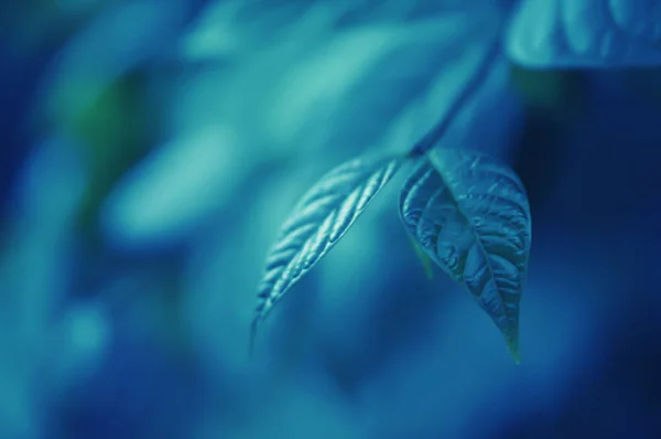 Niebieskie liście na wschód słońca tekstura natura streszczenie tapeta — Zdjęcie stockowe