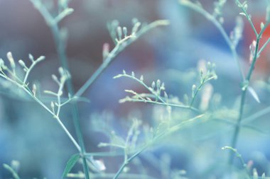 bahar doğa duvar kağıdı mavi odak zemin çimen çiçek