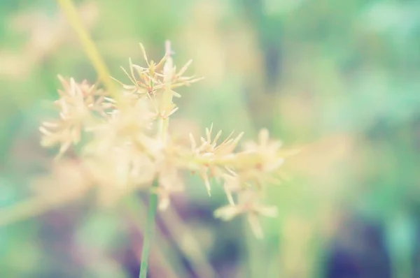 软焦点春草花自然壁纸背景 — 图库照片