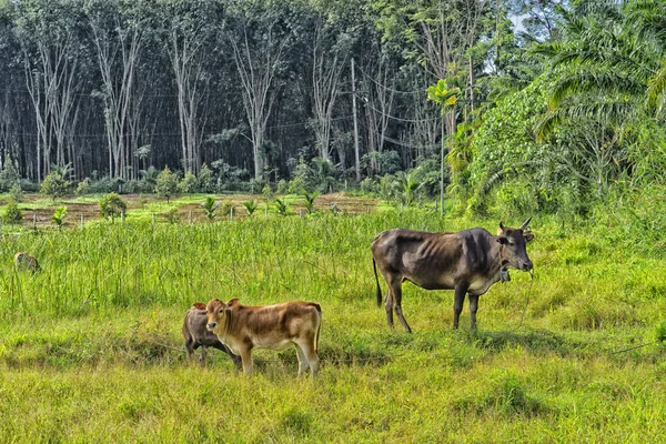 필드에 있는 암소, 태국의 시골 — 스톡 사진