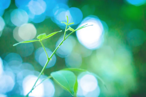 Miękkie Focus zielone liście z bokeh światło o wschodzie słońca, wiosna — Zdjęcie stockowe