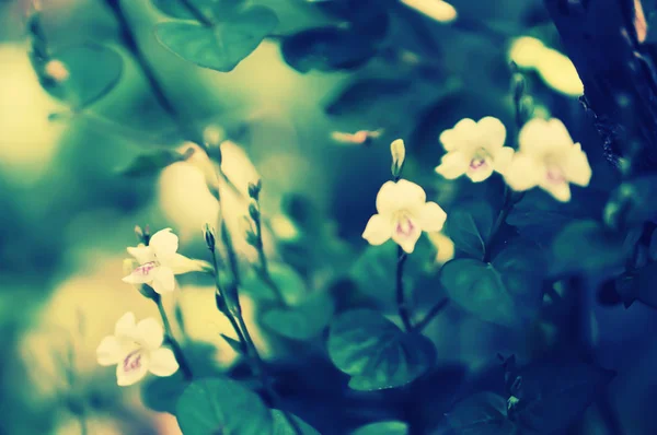 Flor de hierba silvestre blanca floreciendo en la naturaleza — Foto de Stock