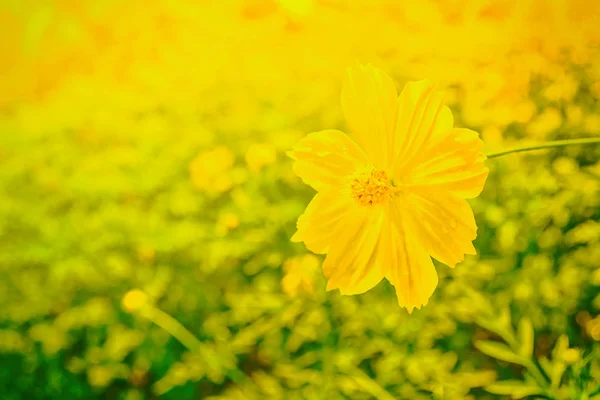 Gelber Kosmos blüht bei Sonnenaufgang und bezauberndes Bokeh, frisches sp — Stockfoto