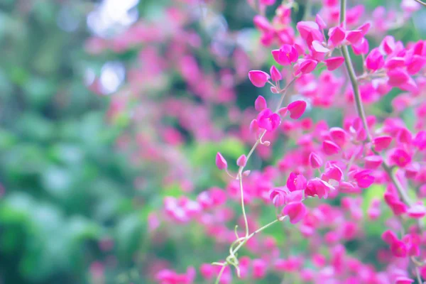 ピンクの花咲く春の自然壁紙の背景 — ストック写真