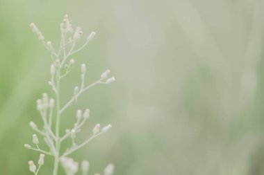 Bahar doğa duvar kağıdı yeşil çiçek çiçeklenme