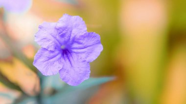bahar doğa duvar kağıdı mor odak yumuşak çiçek