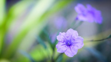 bahar doğa duvar kağıdı mor odak yumuşak çiçek