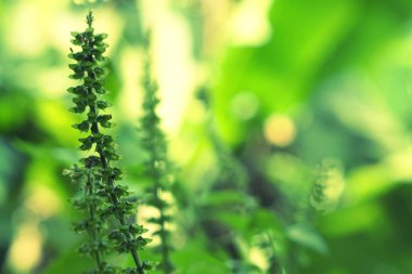 Bahar doğa duvar kağıdı odak yeşil çimen çiçek 