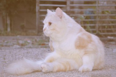 Sevimli Pers kediler yerde oynuyor 