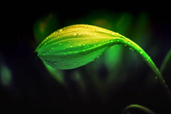 Spring flower blooming with dew drops — Stock Photo, Image