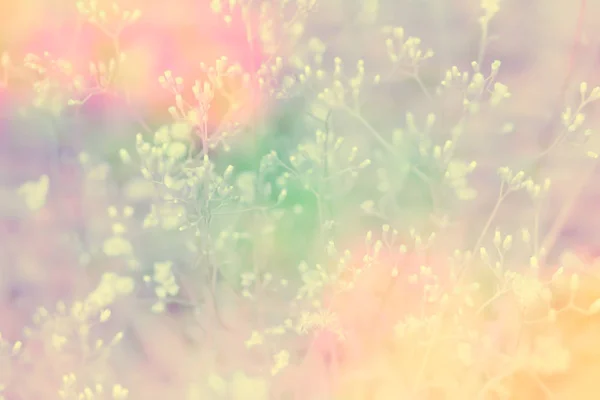 Fiore di erba fioritura con effetto filtro colorato, sprin fresco — Foto Stock