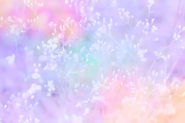 Fiore di erba fioritura con effetto filtro colorato, sprin fresco — Foto Stock