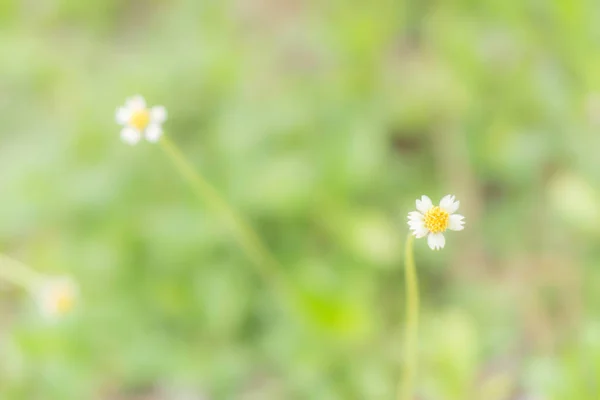 Sof focus herbe tropicale fleur floraison printemps nature wallpap — Photo