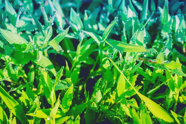 Hierba verde después de la lluvia, fresco primavera naturaleza fondo de pantalla — Foto de Stock