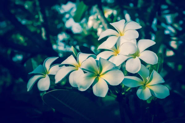 Witte Plumeria bloem bloeiende voorjaar natuur behang backgrou — Stockfoto